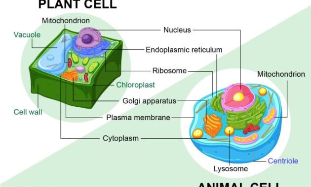 Animal Plant Cell Coloring Key A Guide