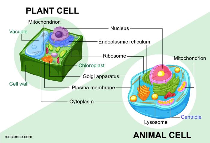 Animal plant cell coloring key