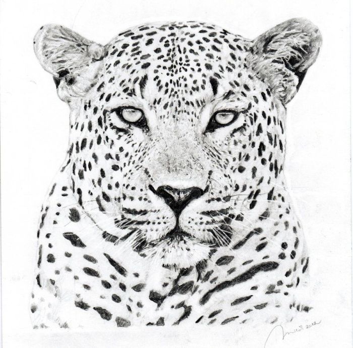 Easy drawing of a leopards face