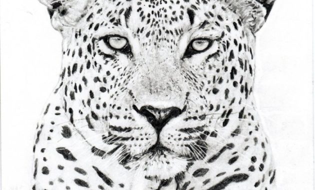 Easy Drawing of a Leopards Face