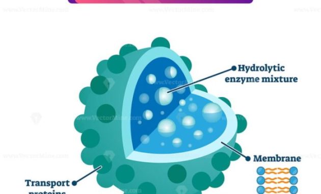 Lysosome Drawing Easy Colored A Simple Guide