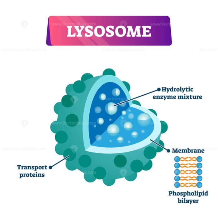 Lysosome drawing easy colored