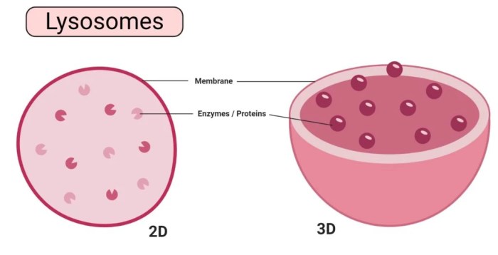 Lysosome drawing easy colored