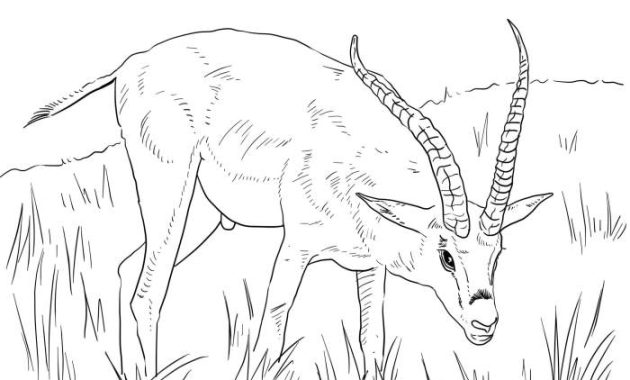 African Animals Coloring Pages PDF A Wild Journey