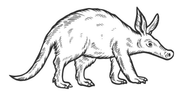 Easy Drawing of an Aardvark A Fun Tutorial