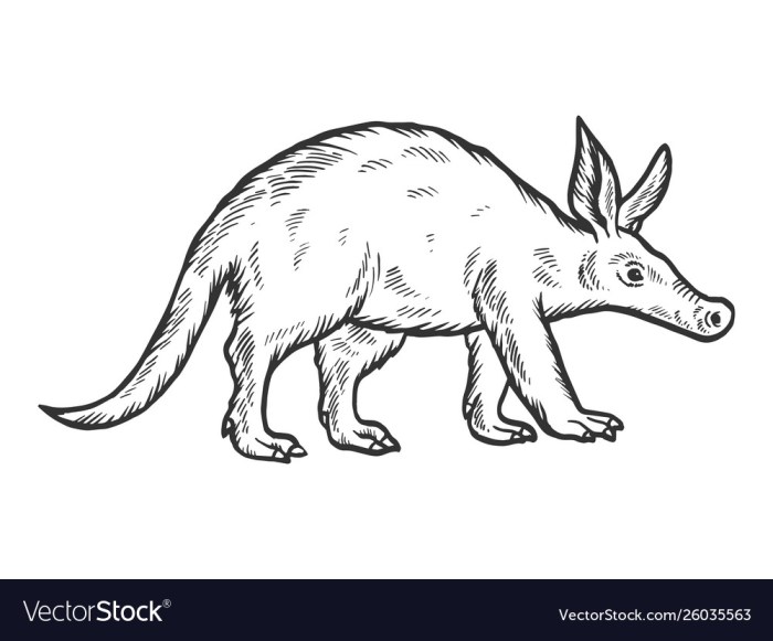 Easy drawing of a aardvark