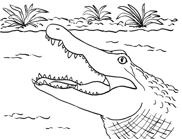 Coloring pages of animal alligator