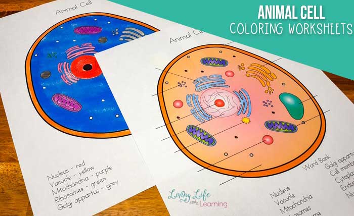 Animal cell coloring page printable