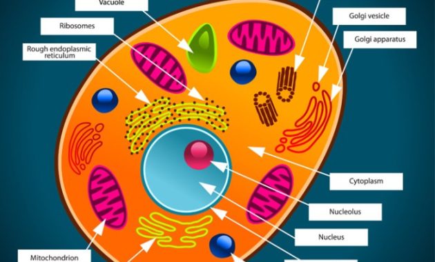 Animal Cell Coloring Page Printable