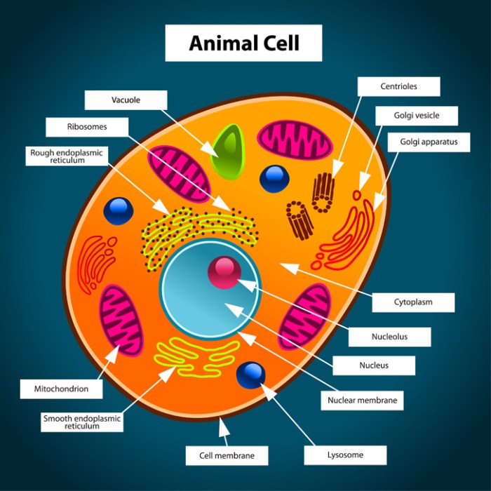 Animal cell coloring page printable