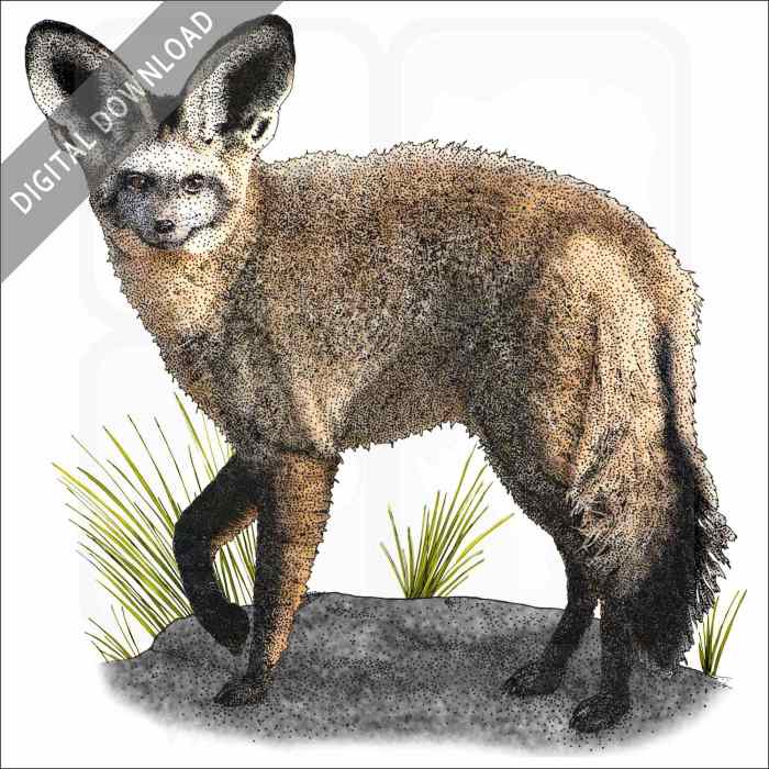 Bat eared fox drawing easy