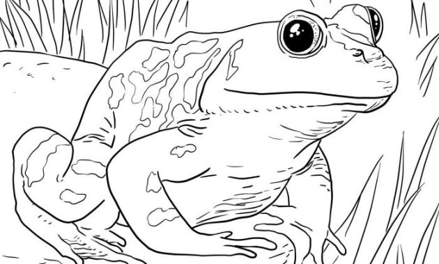 Everyone Loves Coloring Animals Colored Pages