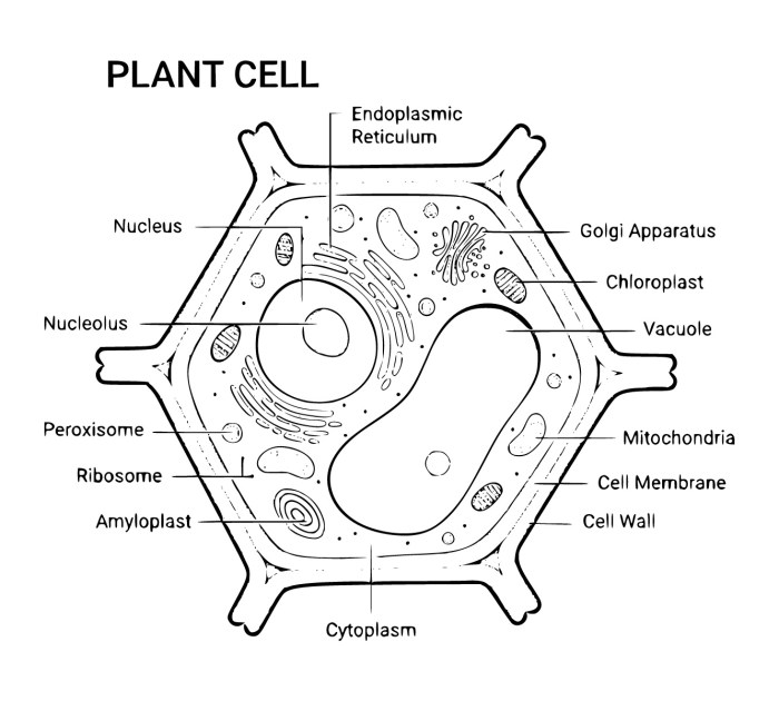 Coloring pages plant and animal cells labeled