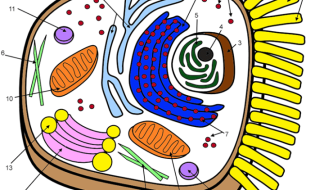 Animal Cell Coloring Answer Key Biology Corner