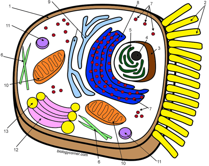 Animal cell coloring answer key biology corner