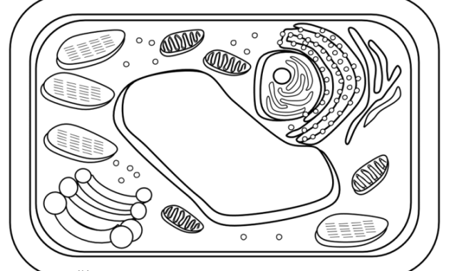 Coloring Pages Plant and Animal Cells Labeled