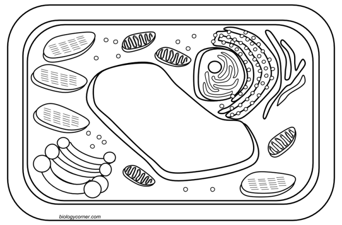 Coloring pages plant and animal cells labeled