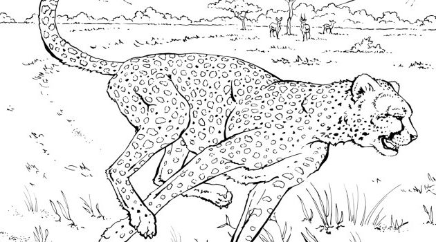 Real Looking Animal Coloring Pages A Guide