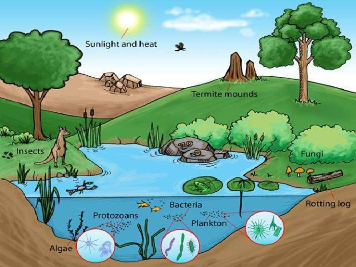 Forest ecosystem freshwater ecosystem drawing easy