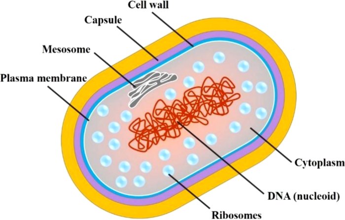 Mycobacterium tuberculosis drawing easy