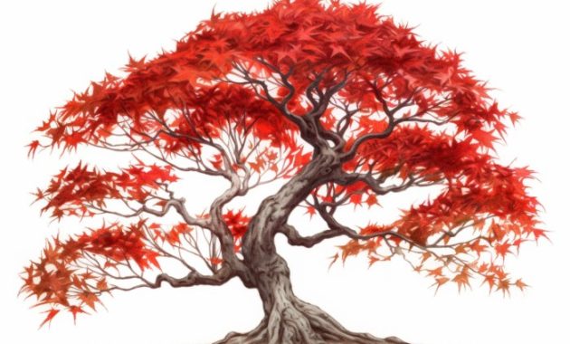 Easy Japanese Maple Tree Drawing Easy