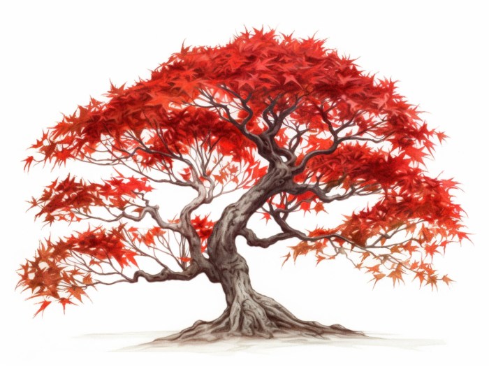 Easy japanese maple tree drawing easy