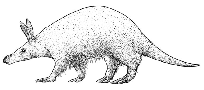 Easy drawing of a aardvark