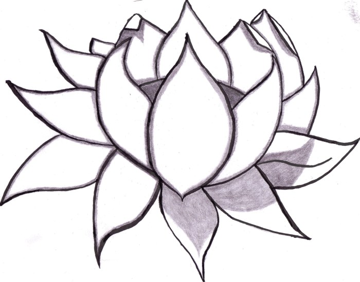 Floriculture flower drawing easy