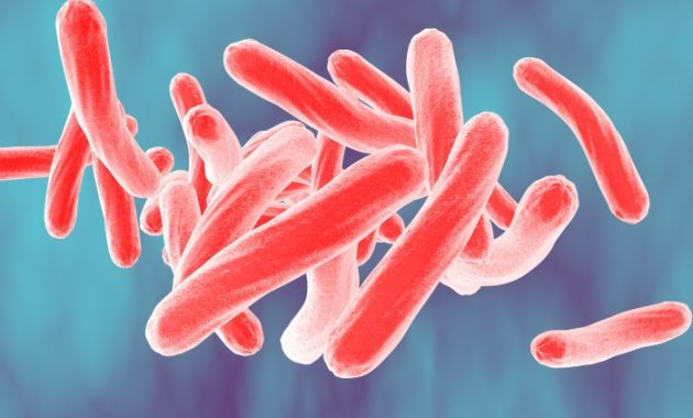 Mycobacterium Tuberculosis Drawing Easy