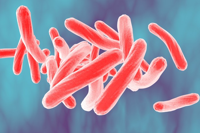 Mycobacterium tuberculosis drawing easy