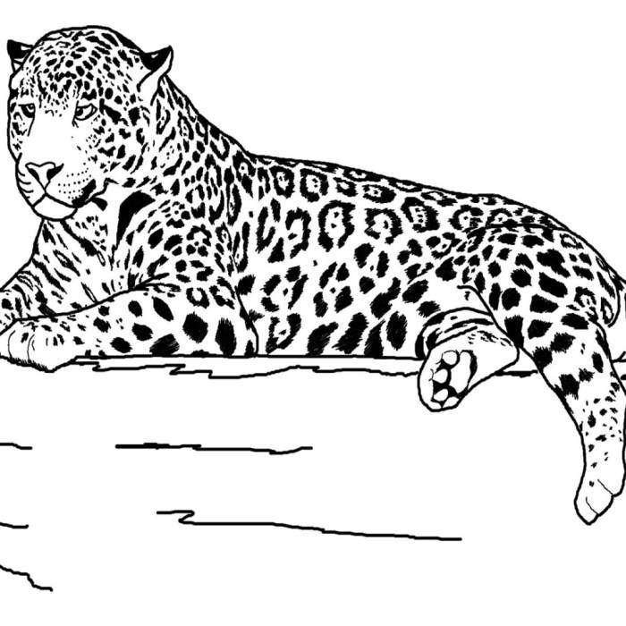 Real looking animal coloring pages