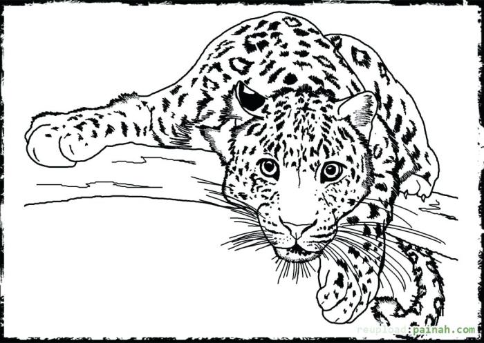 Real looking animal coloring pages