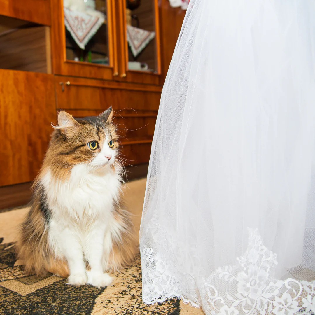 Cat eye wedding dress